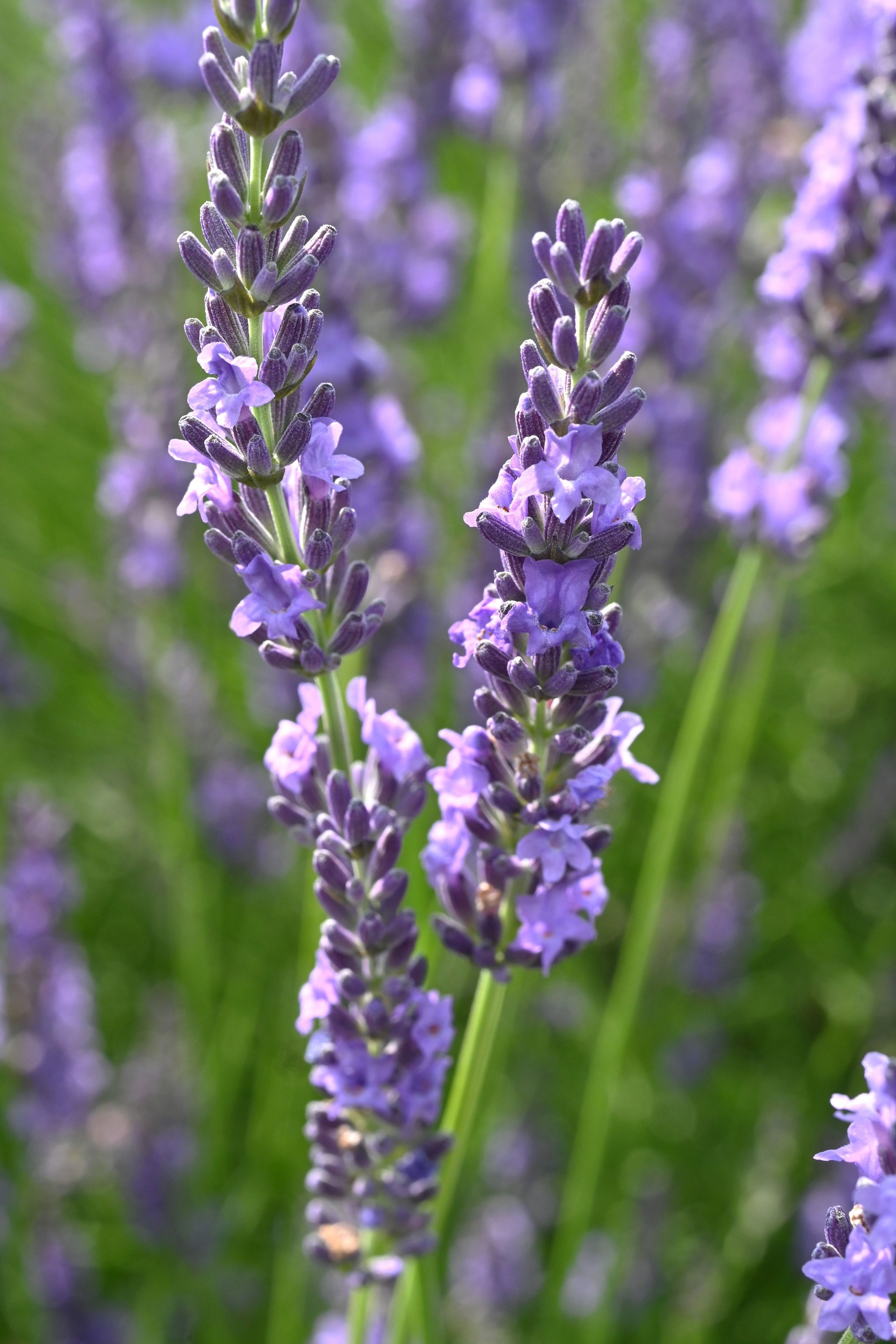 Lavanda (Lavandula × Intermedia) flores 'Grosso'. Lamiaceae, hierba perenne.