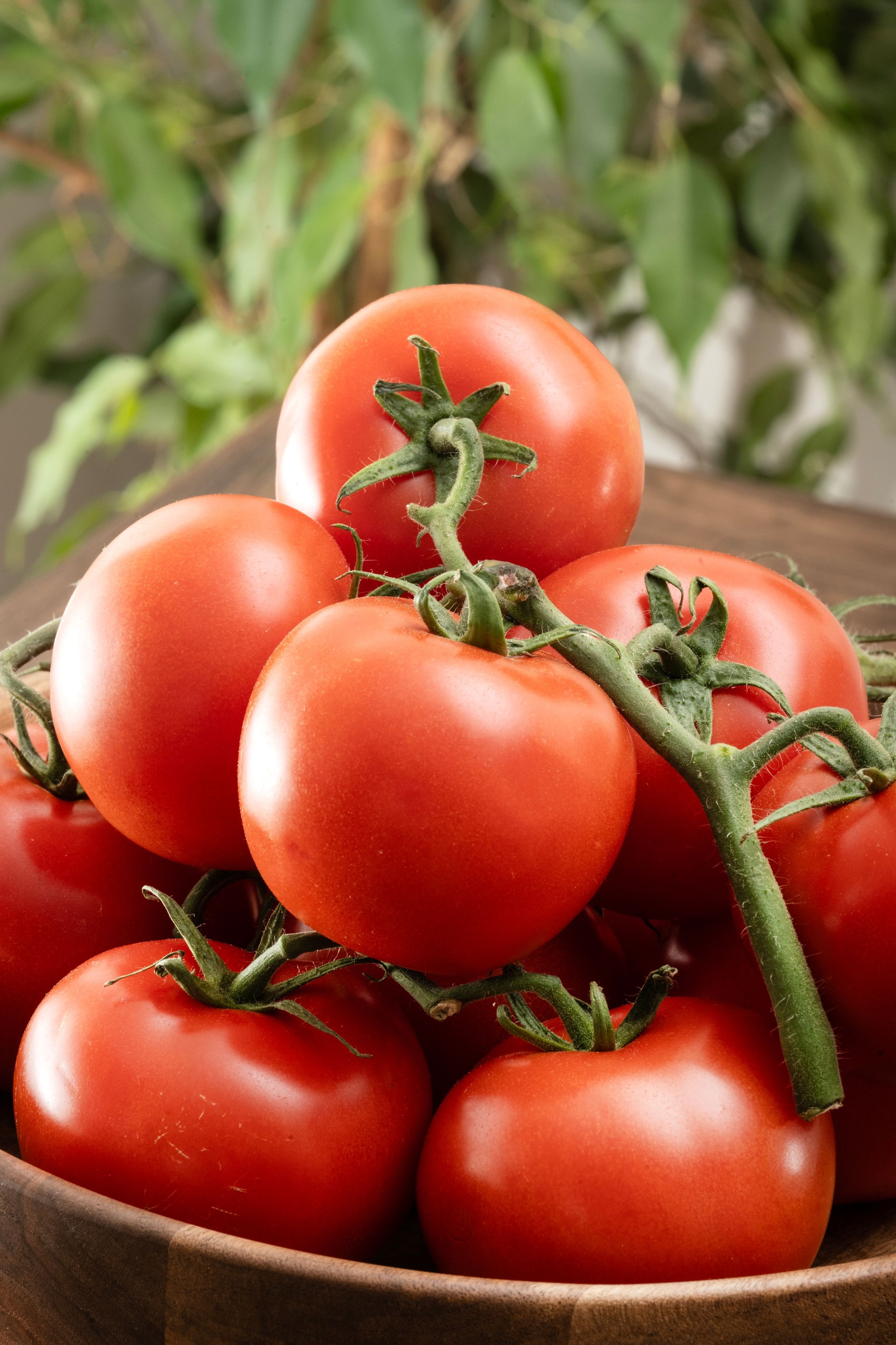 Branch of tomatoes on wooden background
